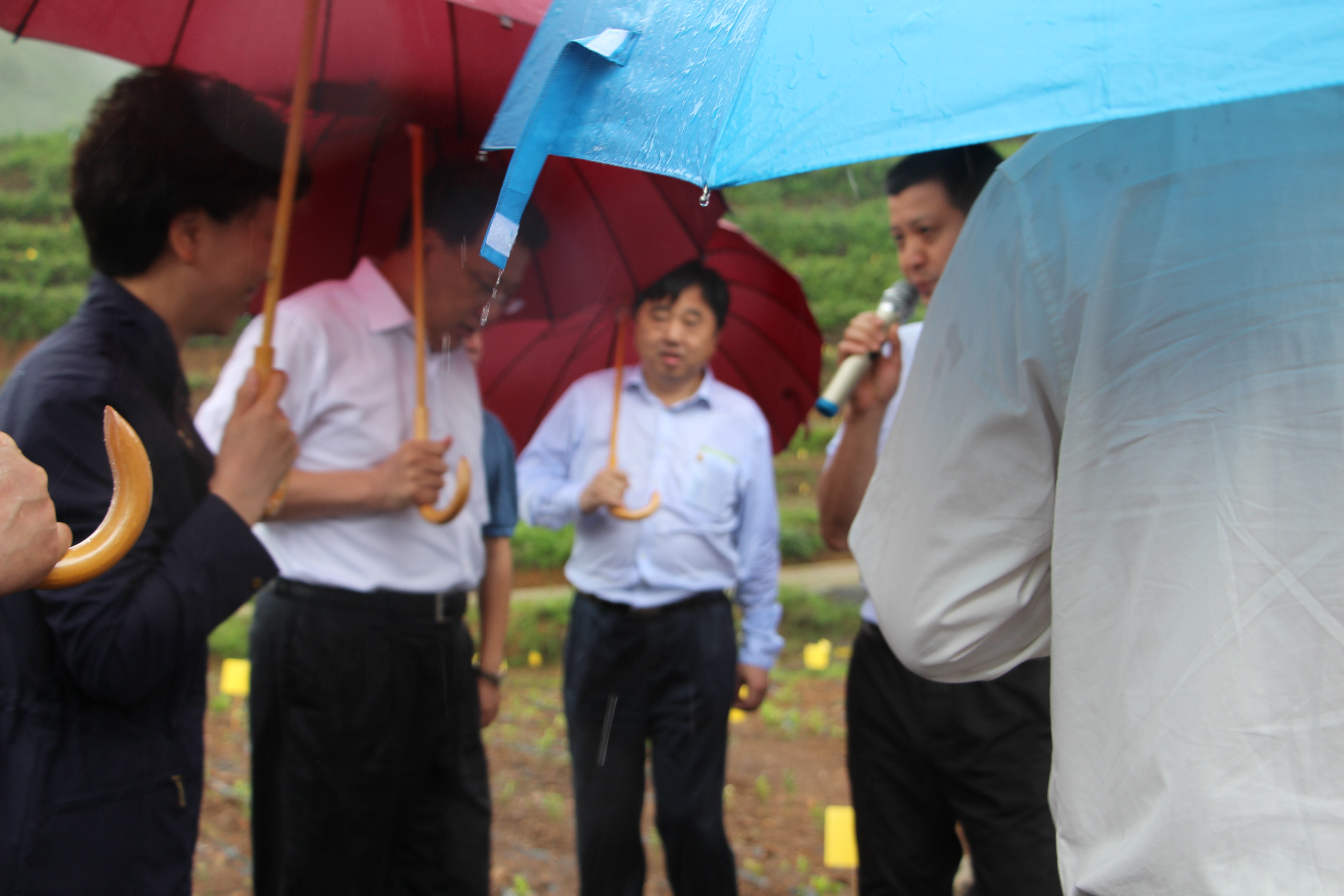 袁家军省长考察开云（中国）贵州普安“白叶一号”工程种植基地