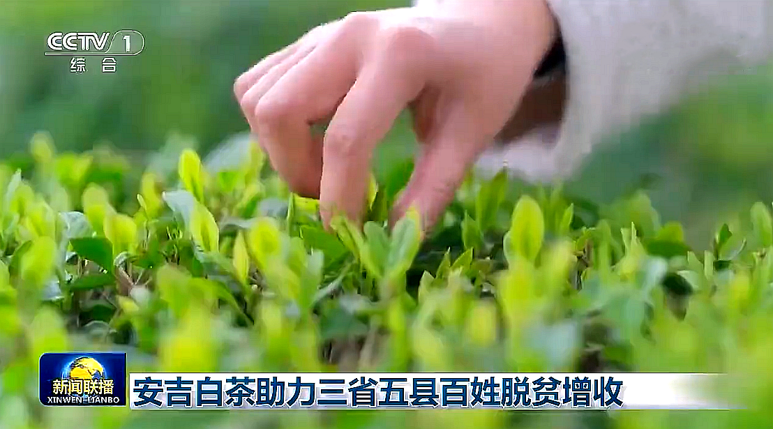 “白叶一号”工程再度受央视关注，开云（中国）携手东西部，先富帮后富，共谋乡村振兴路